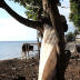 A Tale of Two Islands