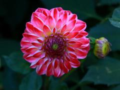 Dahlienfeuer
